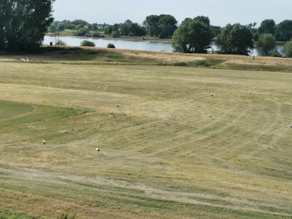 Ströche in Walsumer Rheinaue
